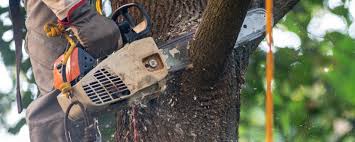 Best Tree Maintenance Programs  in Cedar City, UT